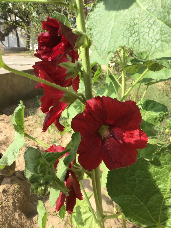 beautiful hollyhocks 600